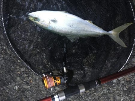 あたりは朝一のみ